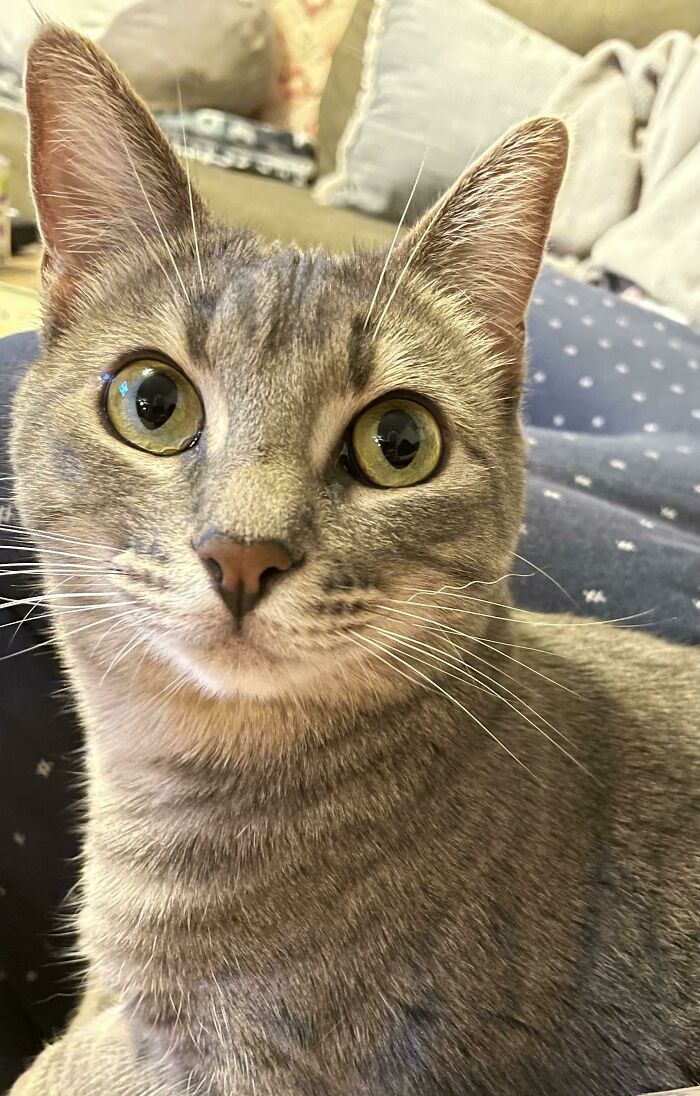 Mi gato y su bigote rizado