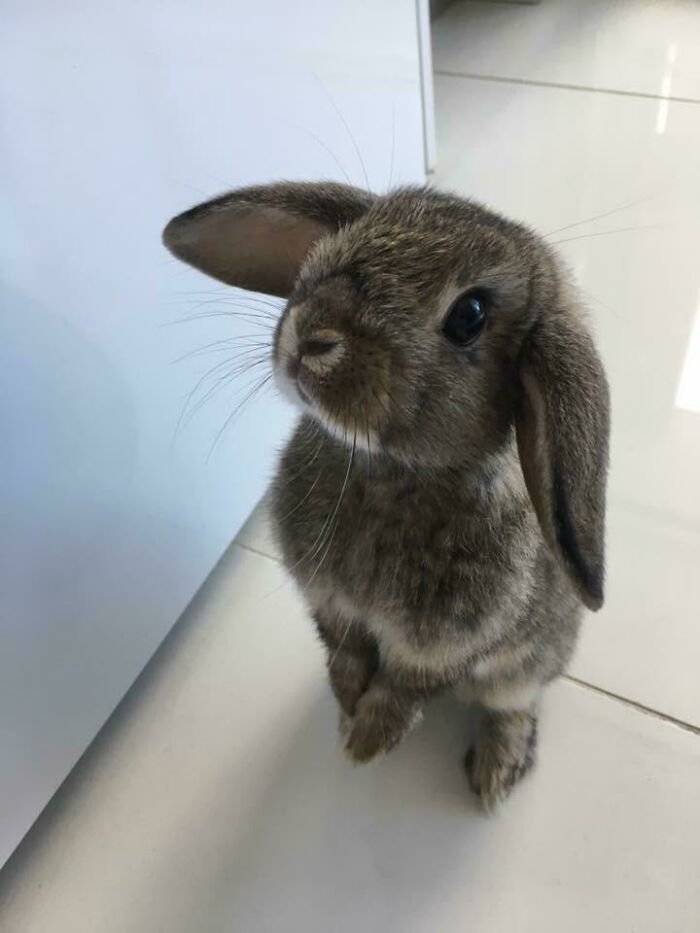 El conejo de mi amigo es tan adorable