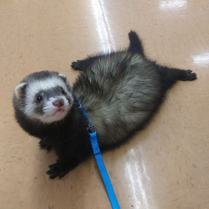 Teddy no parece muy entusiasmado por dar un paseo, y se convirtió en un panqueque