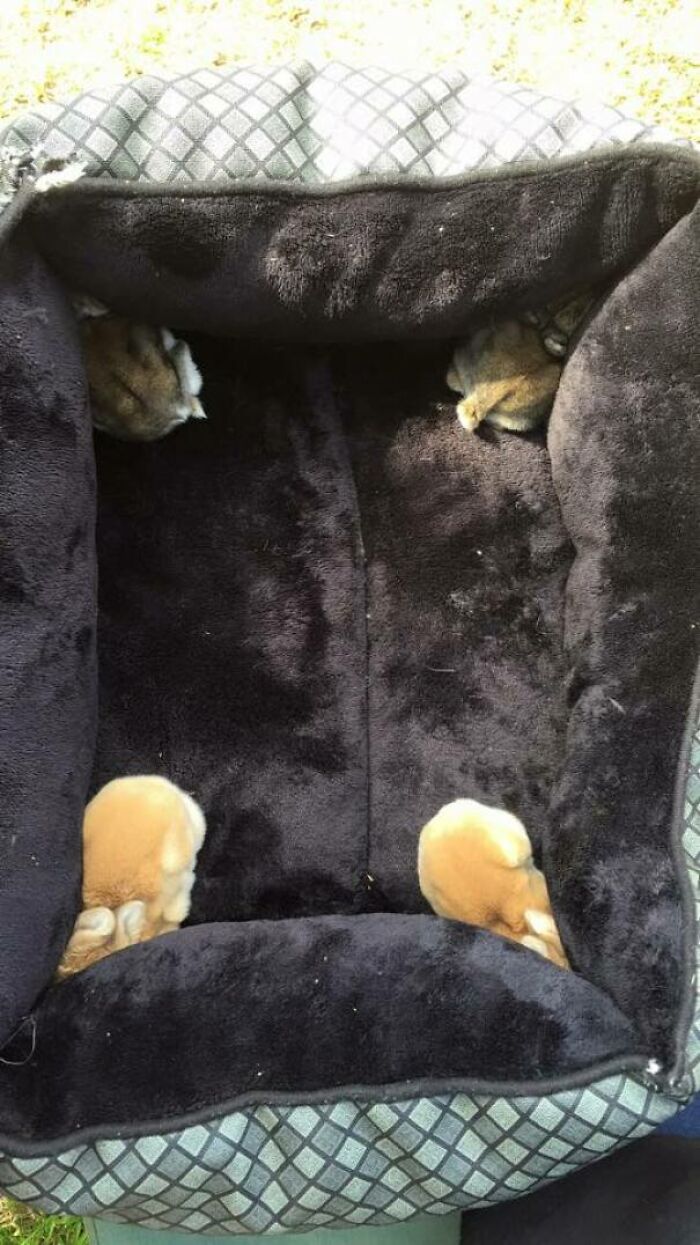 Coloqué a mis conejitos en su nueva cama, y entonces ocurrió esto