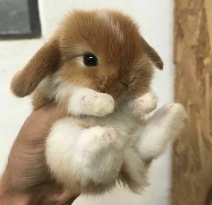 Conejito bonito