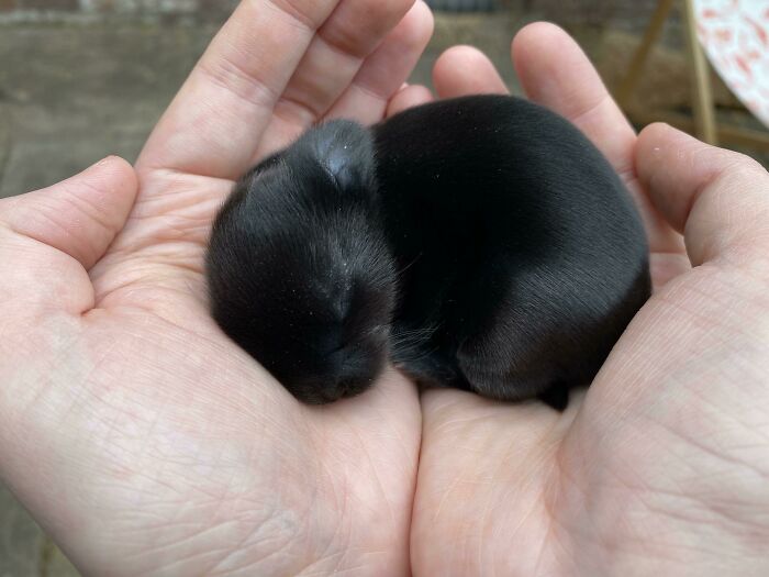 La colega de mi madre tiene una camada de conejitos de 5 días, así que fuimos a verlos, y este precioso bebé se quedó dormido en mis manos. Creo que me han elegido