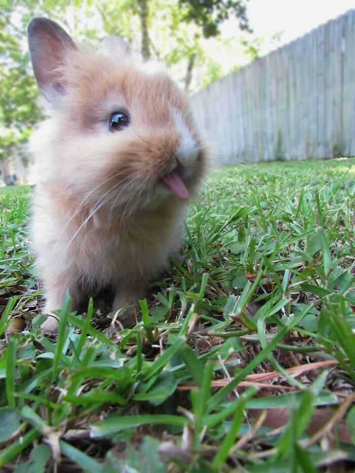 El nuevo conejo de mi novia es tan pequeño y peludo