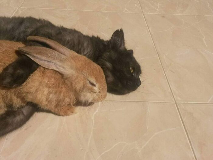 Mi primo acaba de adoptar a este conejo. Le tiene miedo, así que acude al gato para que lo proteja. Al gato no le preocupa