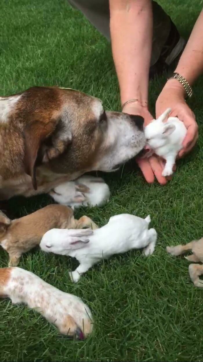 A mi perra le gusta lamer a todos nuestros conejitos uno por uno y fingir que es su madre