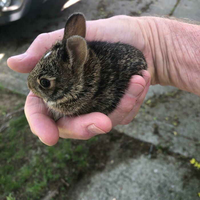 Un pequeño conejo que se metió en el garaje con la puerta abierta. Lo saqué con cuidado y lo coloqué de nuevo en los arbustos con sus hermanos
