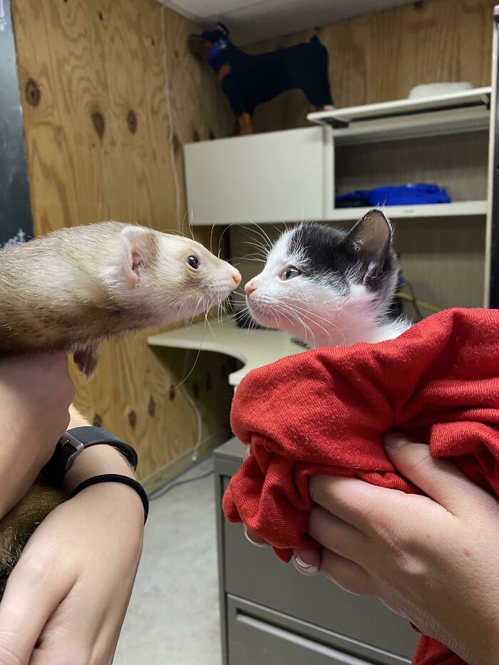 Trabajo en un refugio de animales que, usualmente, solo acepta perros y gatos. Hoy, alguien nos trajo un hurón que estaba muy asustado y solitario y esto ocurrió