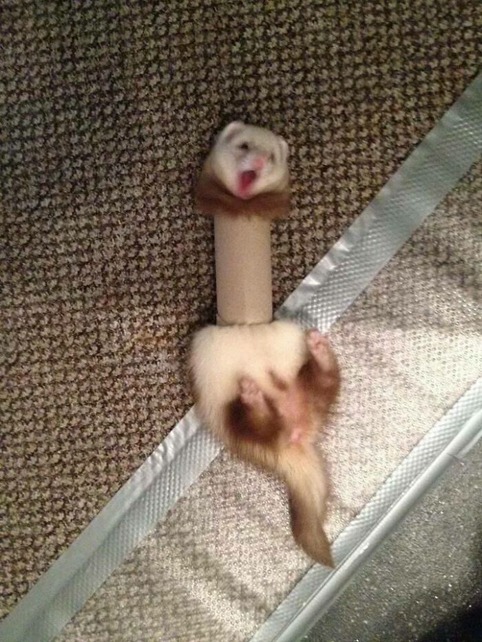 El hurón Plumbus