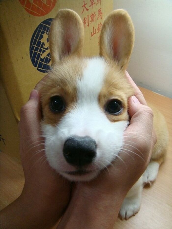 Corgi conejito