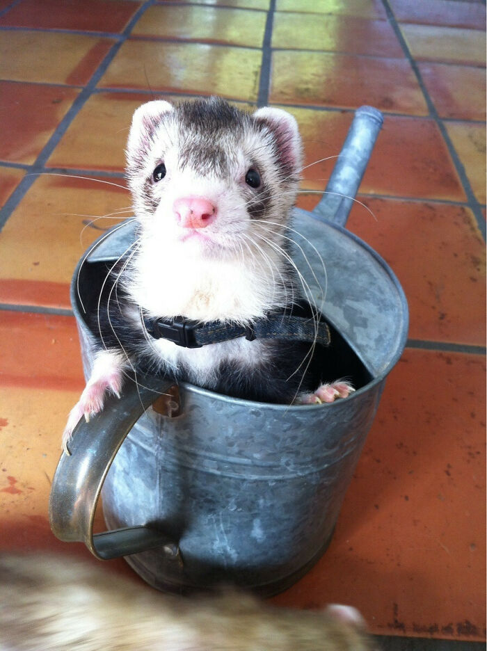 Vin Weasel, el nuevo hurón de mi hermano