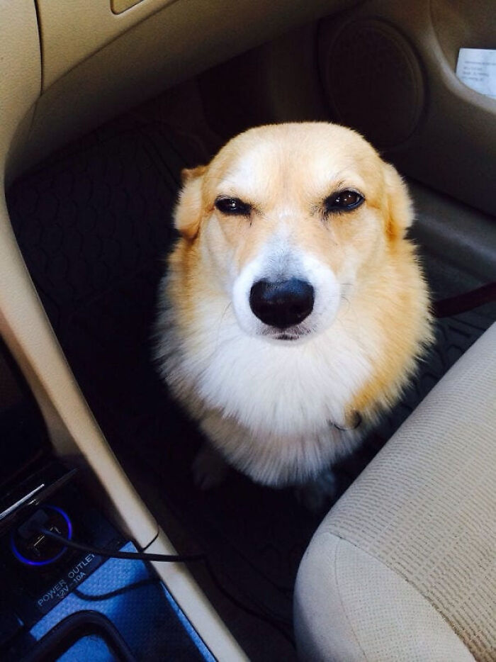 Un corgi sospechando porque sabe que va a ir al veterinario