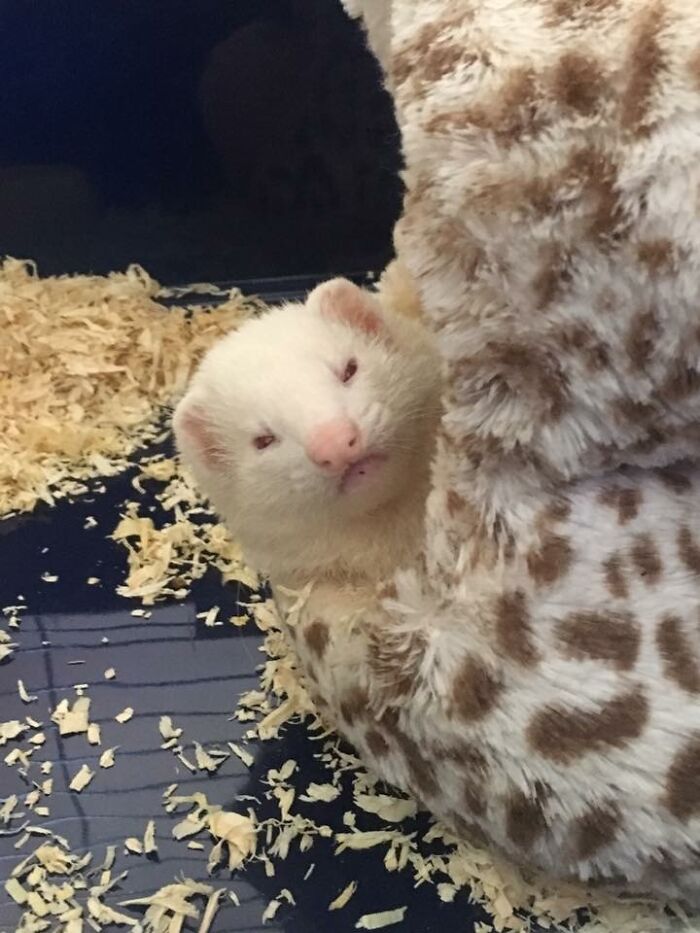 Mi novia despertó a su hurón al entrar ruidosamente a la habitación y se encontró con esta mirada asesina