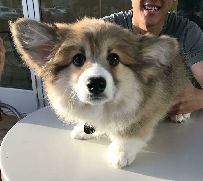 El fin de semana conocí a Cinnabar, el esponjoso cachorro de corgi, y mi corazón aún no se ha recuperado