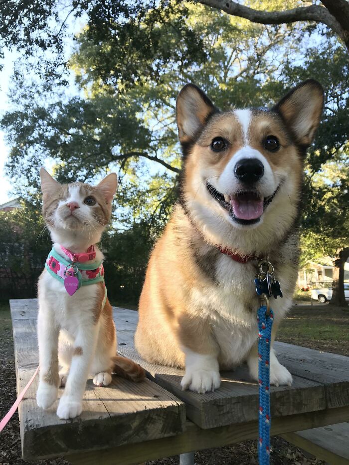El primer paseo de Cilantro (gato) con su hermano mayor, Bentley (corgi)