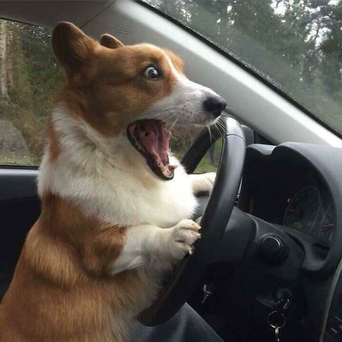 Corgi al volante