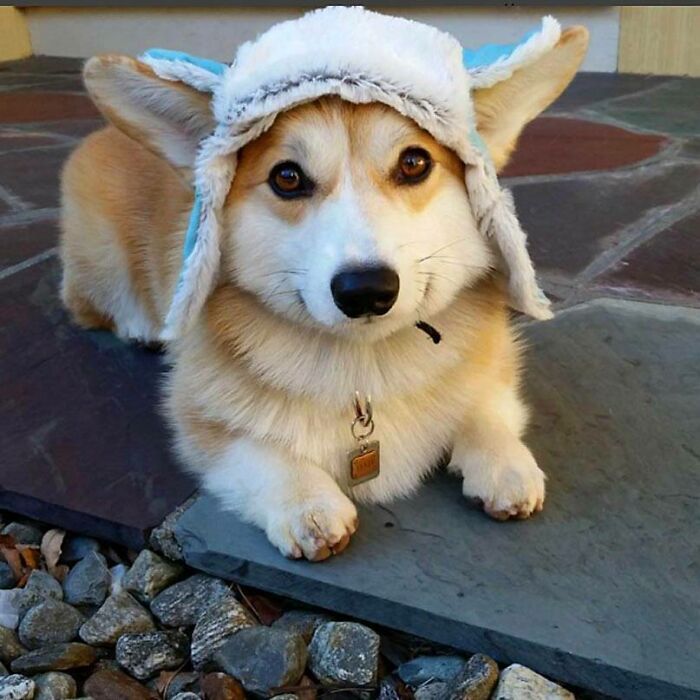 Un pequeño gorro de corgi