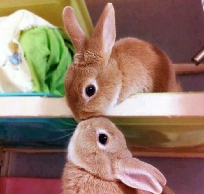 Beso de conejitos