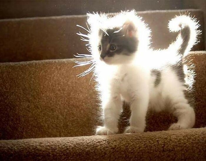 Gatito sagrado