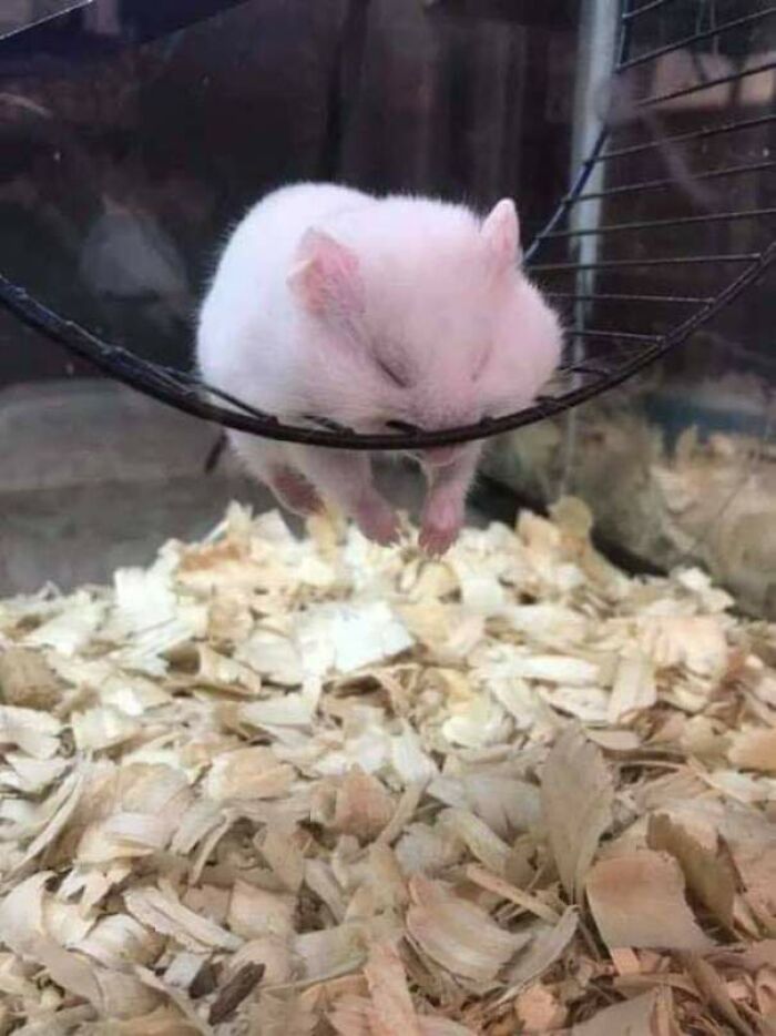 Esta bolita se durmió sobre la rueda