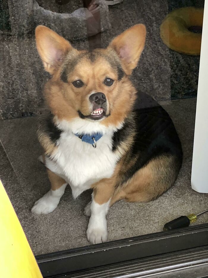 La cara que pongo cuando mamá está fuera hablando con un amigo y me hace esperar dentro