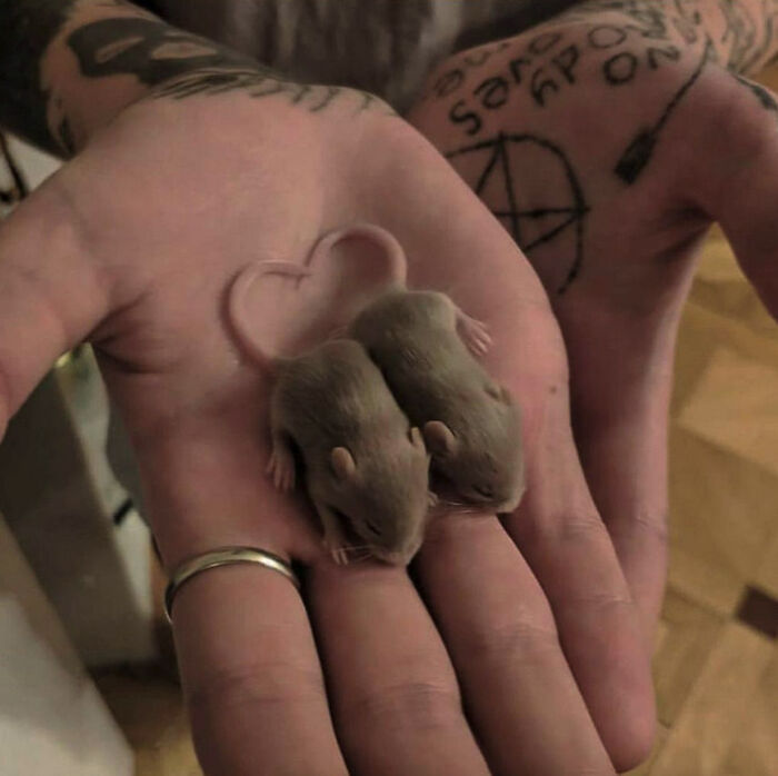 Ratoncitos