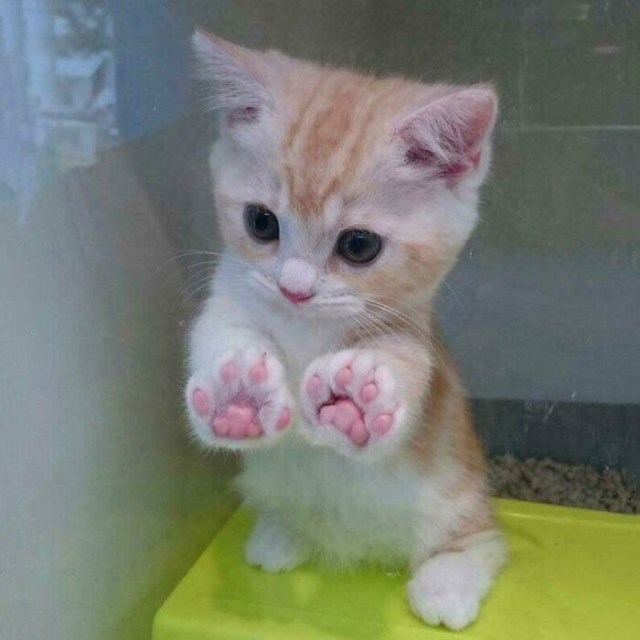 Adoptame