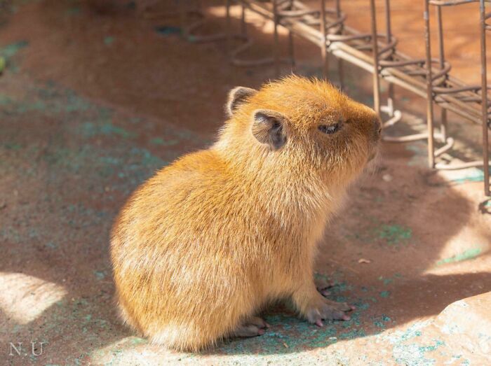 Cría de capibara