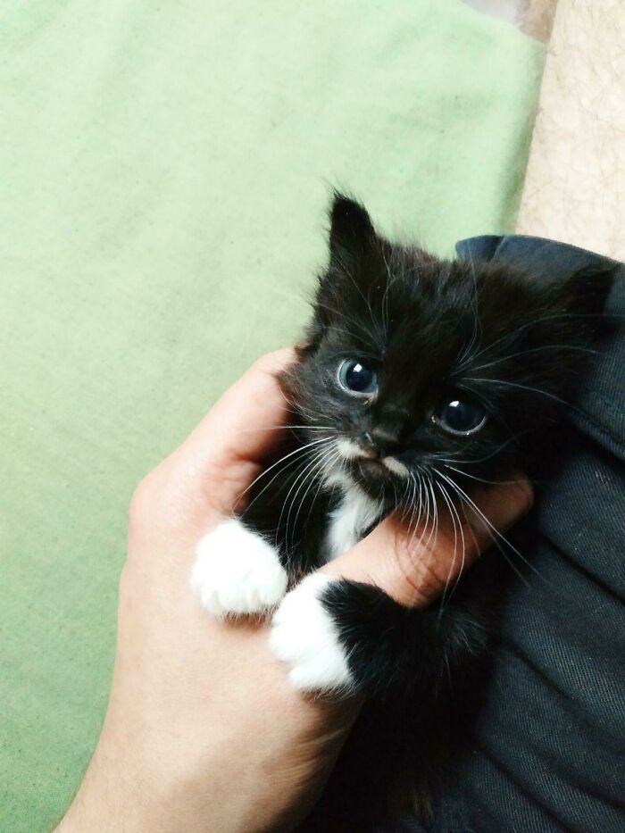 Su bigotito