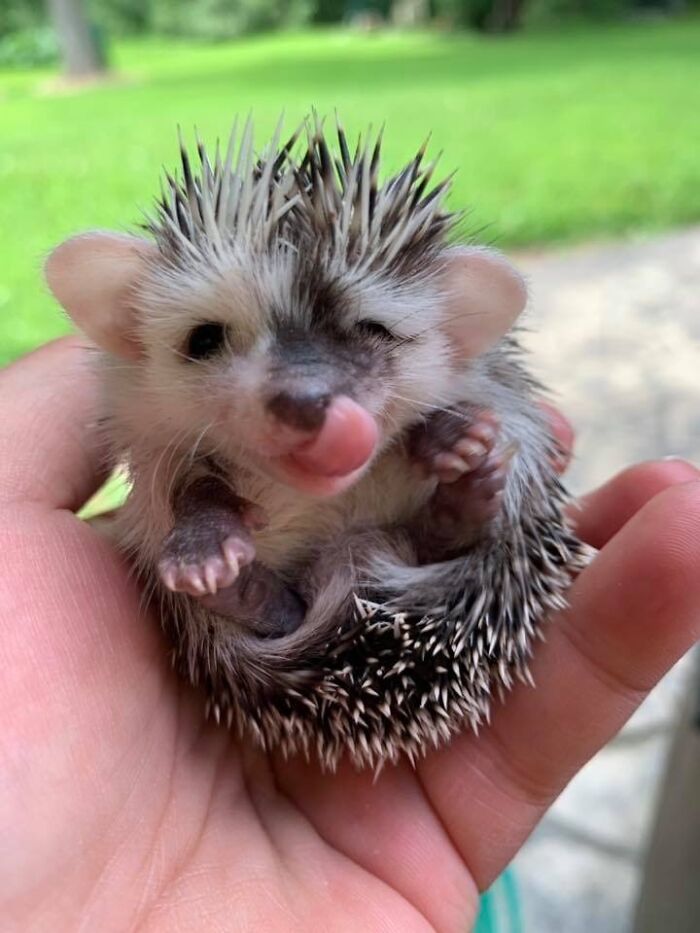 Ericito