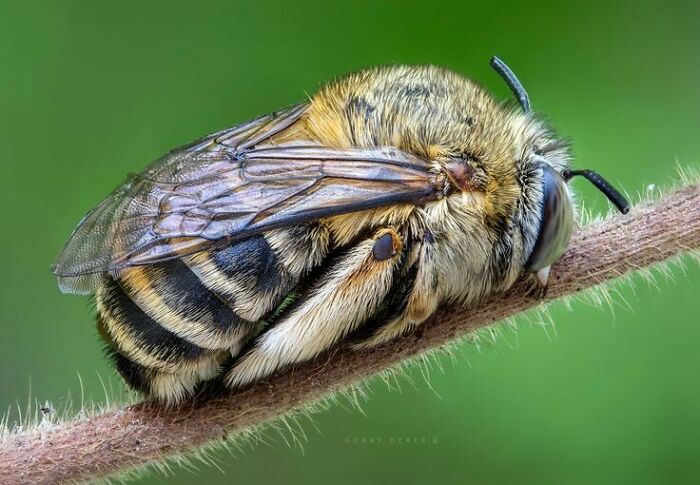 Abejita durmiendo