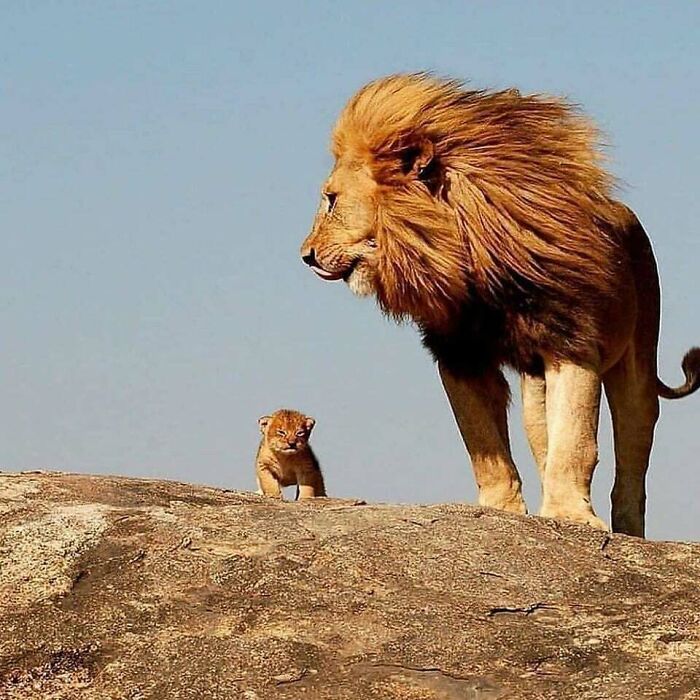 Leoncito con su papá