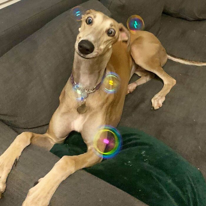 A mi perro realmente le encantan las pompas de jabón