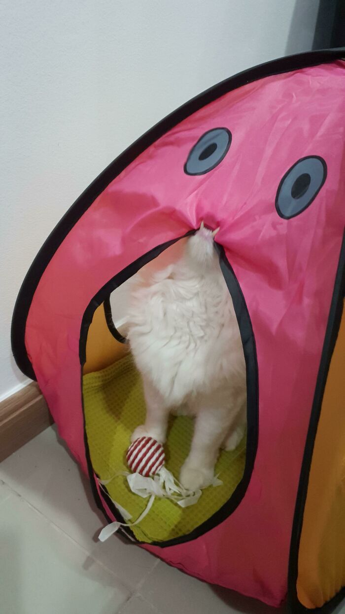 Le conseguí una tienda a mi gato, creo que le gusta