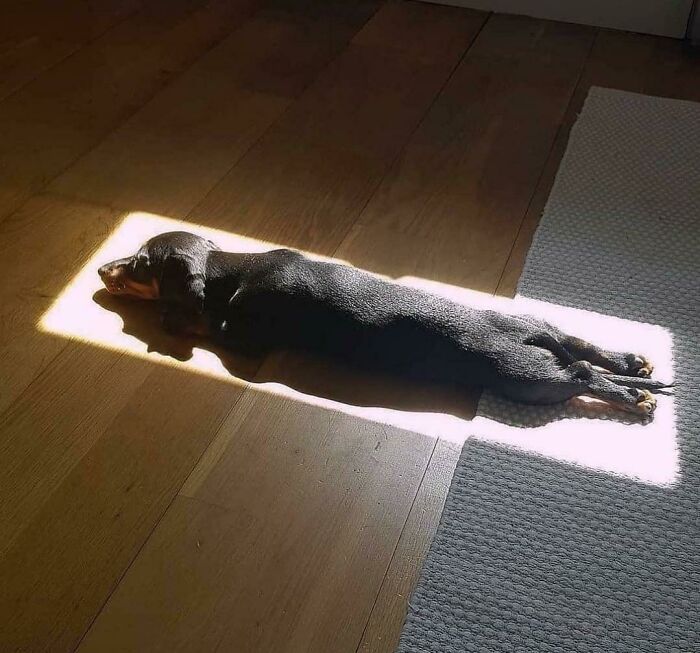 Perro actuando como una planta