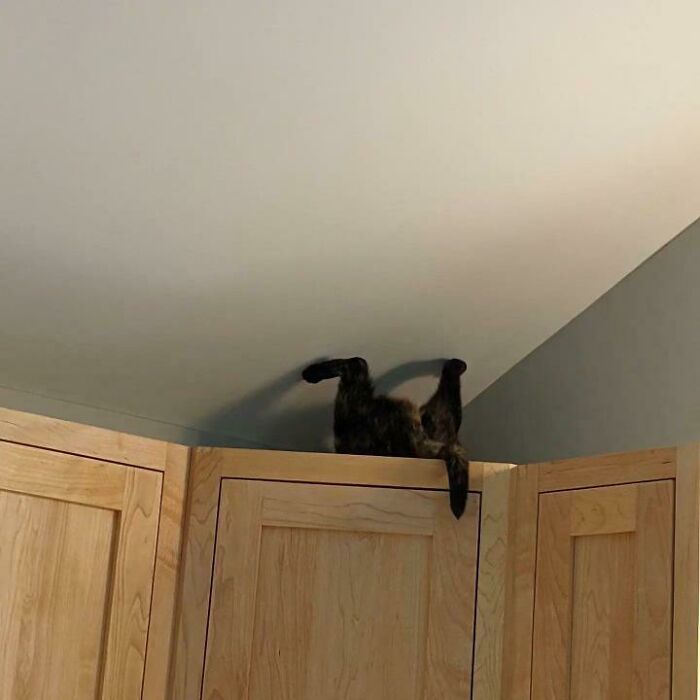 Encontré a mi gato viviendo casualmente en un plano con otra gravedad