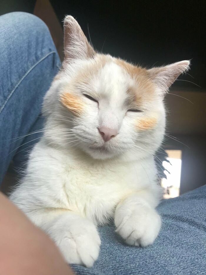 Siempre que hago fideos para cenar mi gato encuentra algún plato sin lavar y termina con rubor de marinara