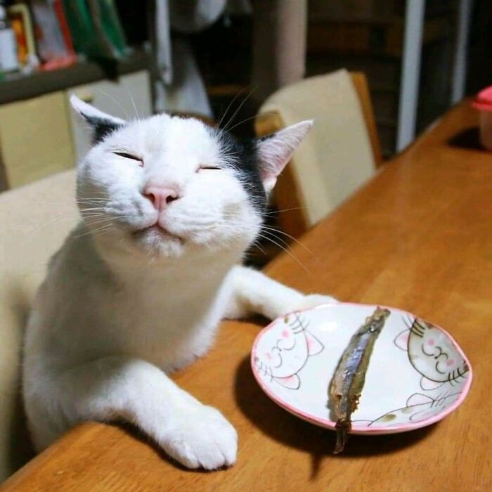 Mis saludos al cocinero