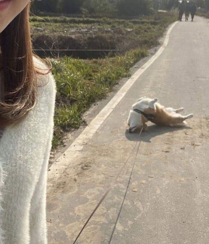 Caminar no, ¡No quiero!