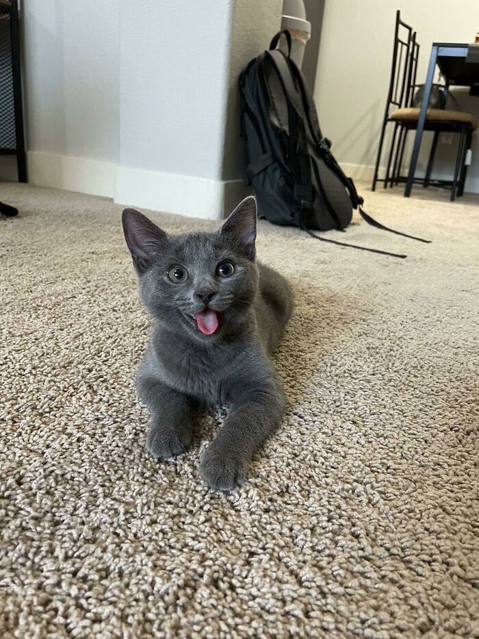 A mi gatito le gusta sacar la lengua (se piensa que es un perro)