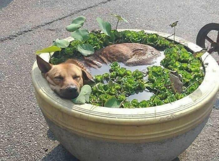 ¿Cama de agua?