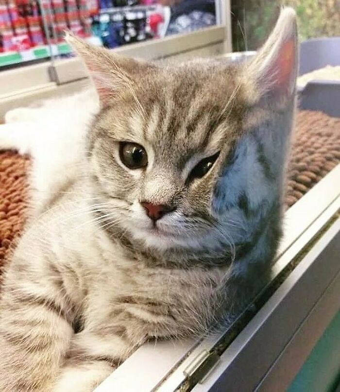 Me encanta que los gatos no tengan ni idea de lo graciosos que se ven cuando hacen cosas como esta