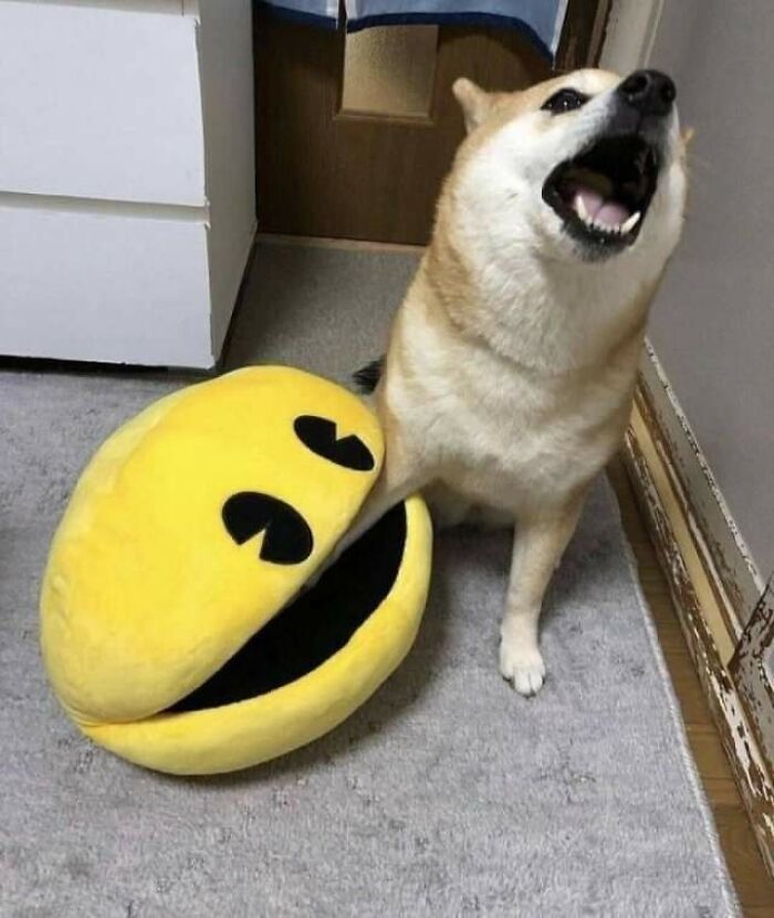 Shiba bajo un violento ataque