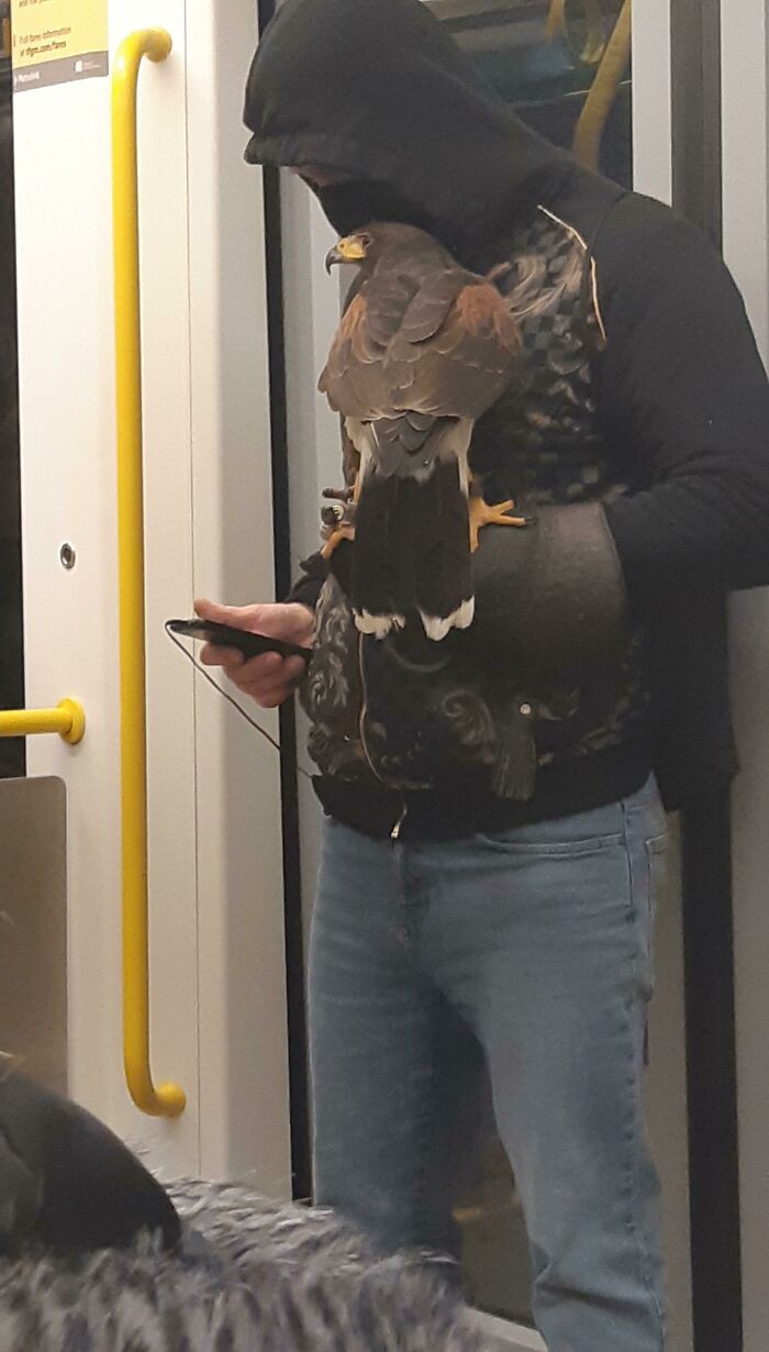 Gavilán en el Metrolink, aparentemente le asustaban los fuegos artificiales