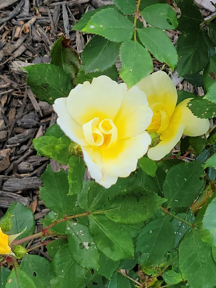  Salí a escoger una rosa para mi esposa. Creo que encontré la perfecta