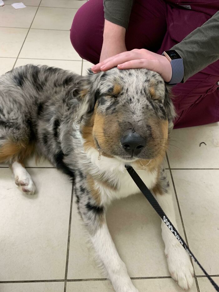 Este cachorro se comió una abeja por accidente. Todo resultó bien