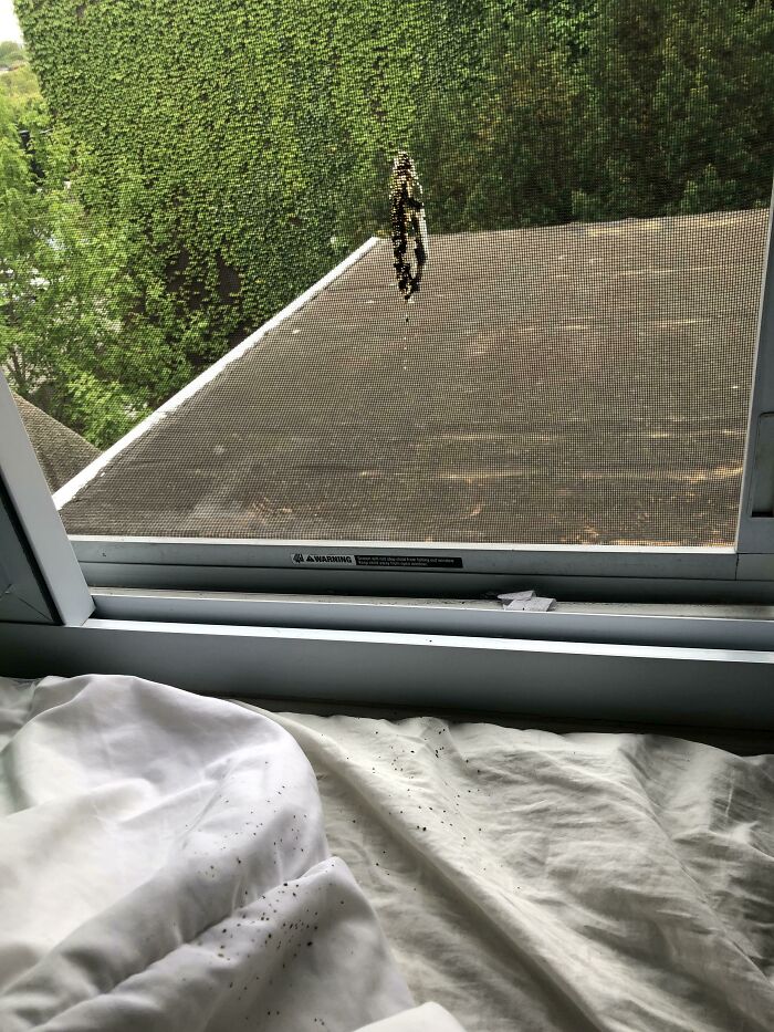 Un pájaro se defecó en mi ventana mientras estaba abierta y se salpicó en mi cama