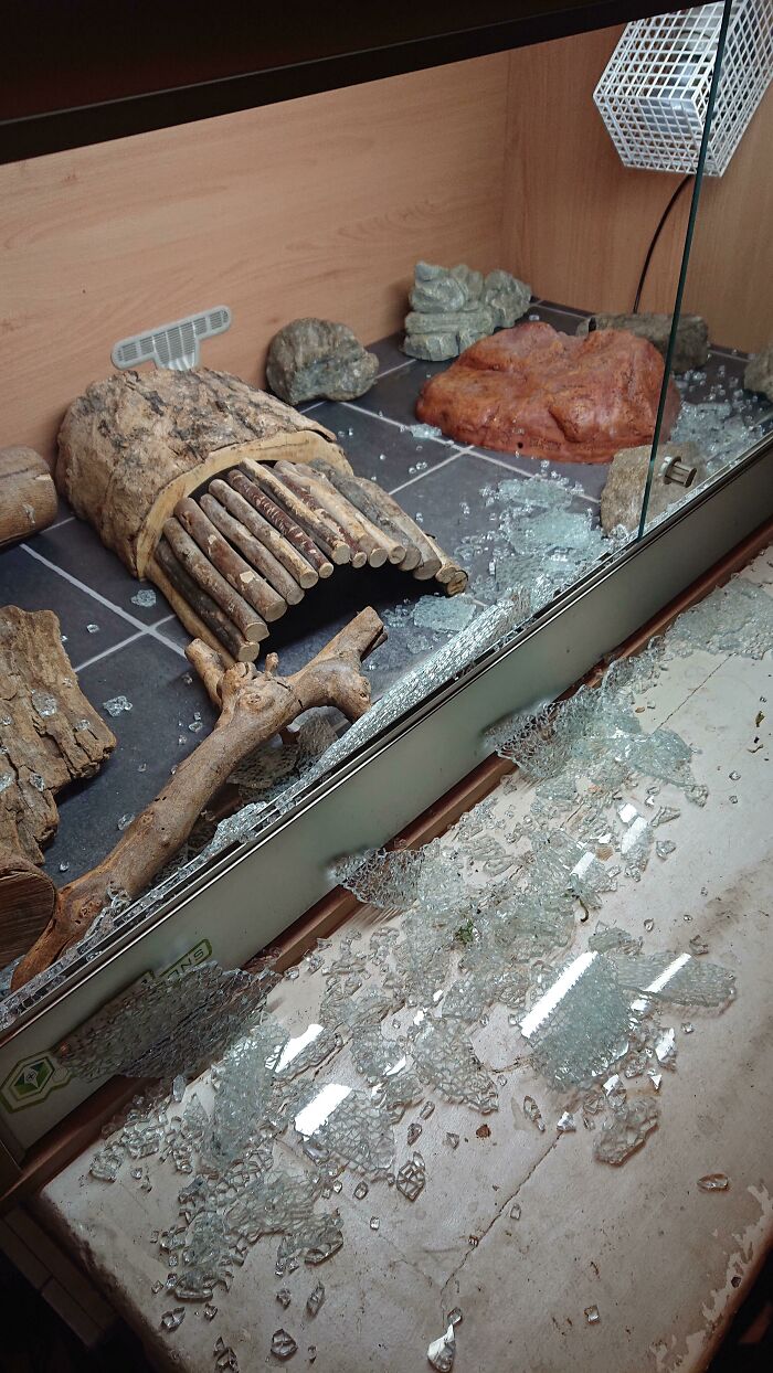El vidrio de mi tanque de lagartos explotó en medio de una tormenta de truenos