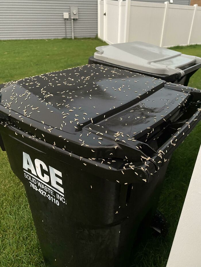 Primero pensé que era arroz en mi contenedor de basura esta mañana, pero después de una mirada más cercana se estaban moviendo…