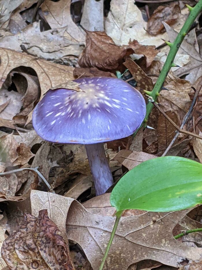 Este hongo violeta que encontré