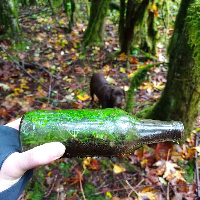 Encontré un pequeño invernadero en el bosque